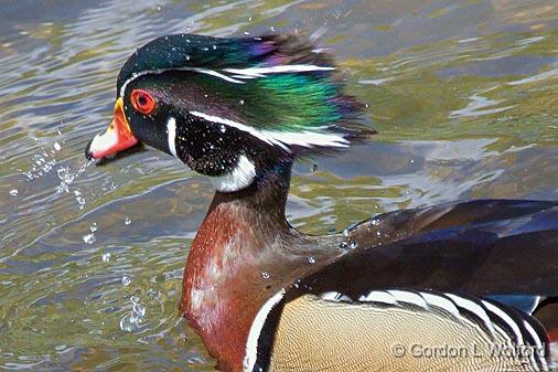 Coming Up For Air_53601.jpg - Wood Duck (Aix sponsa) photographed near Ottawa, Ontario - the Capital of Canada.